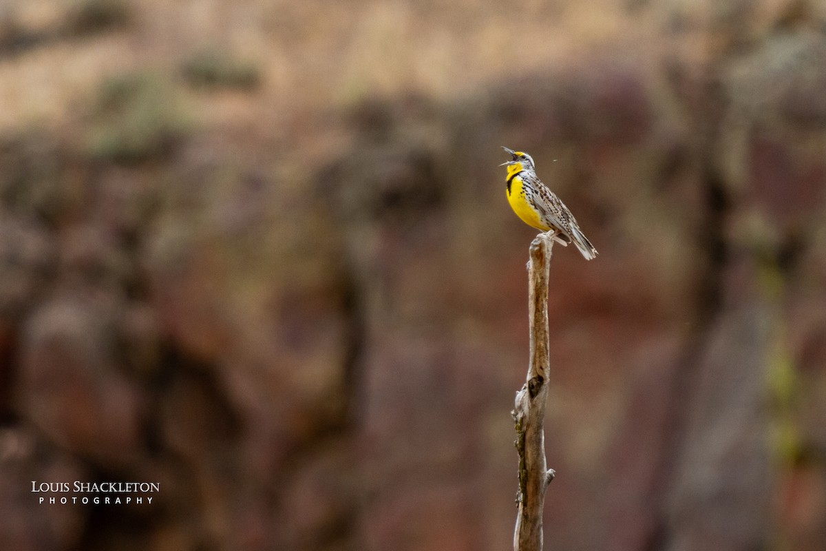 Western Meadowlark - ML620032874