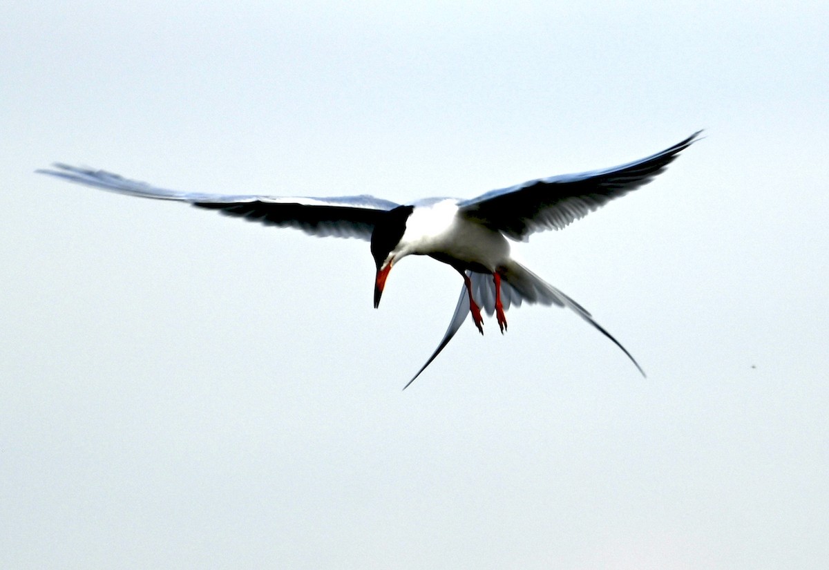 Forster's Tern - ML620032886