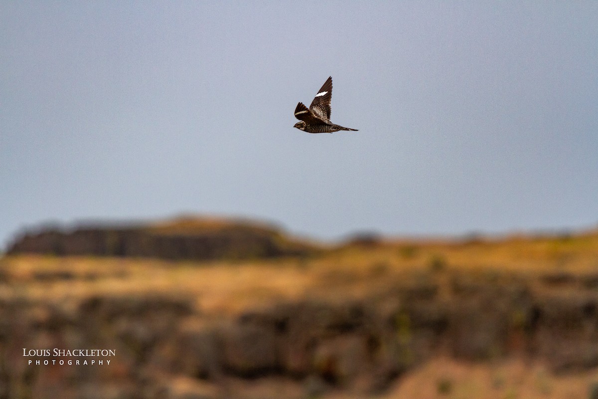 Common Nighthawk - ML620032887