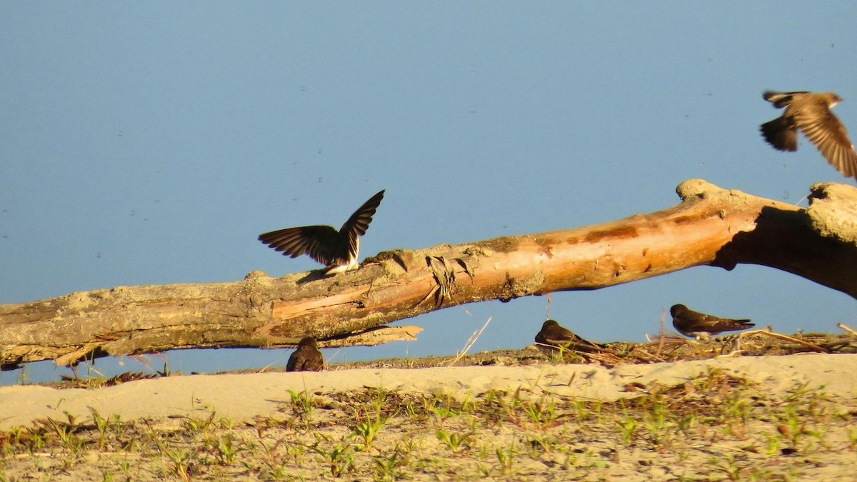 Northern Rough-winged Swallow - Ian Lynch