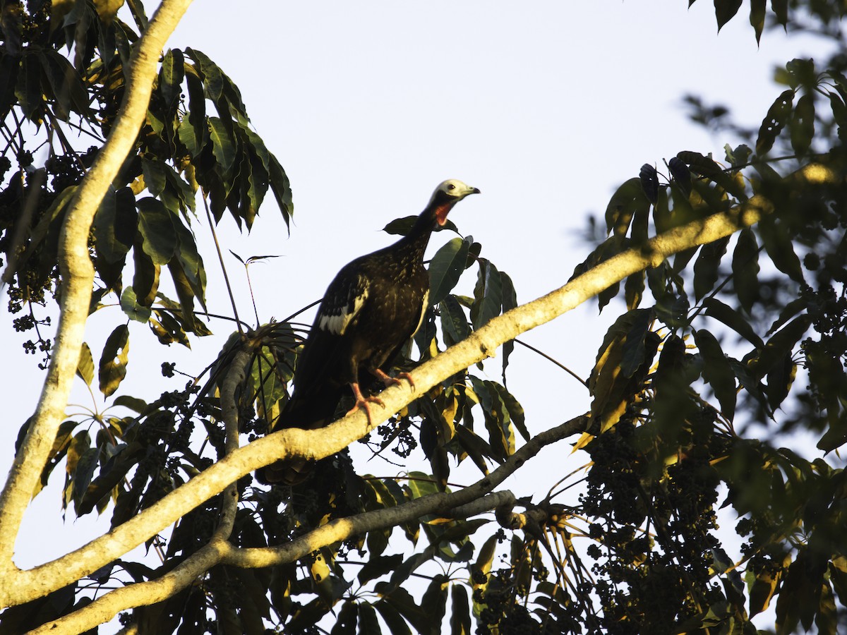 Red-throated Piping-Guan - ML620032893