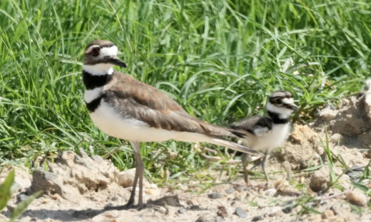 Killdeer - ML620032896