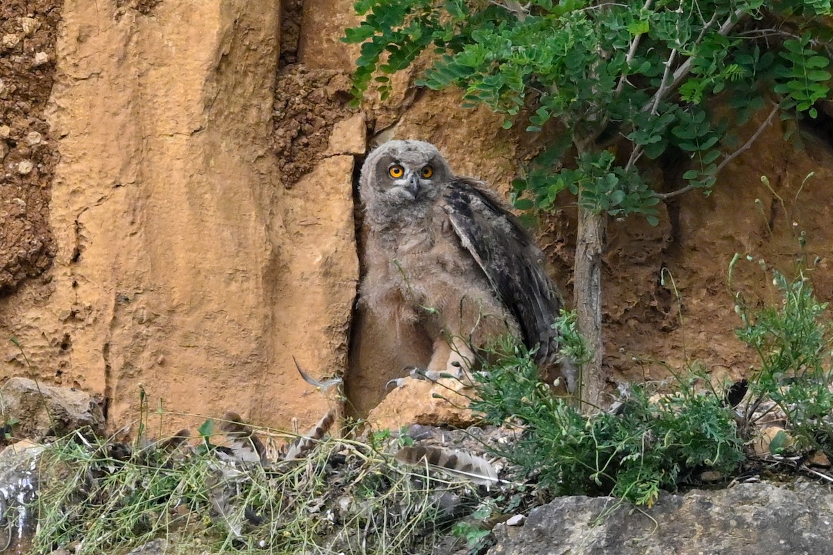 Eurasian Eagle-Owl - ML620032907