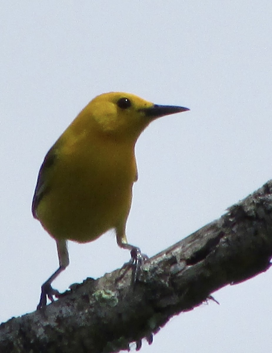 Prothonotary Warbler - ML620032931