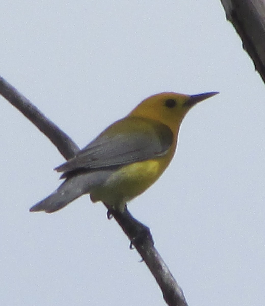 Prothonotary Warbler - ML620032932