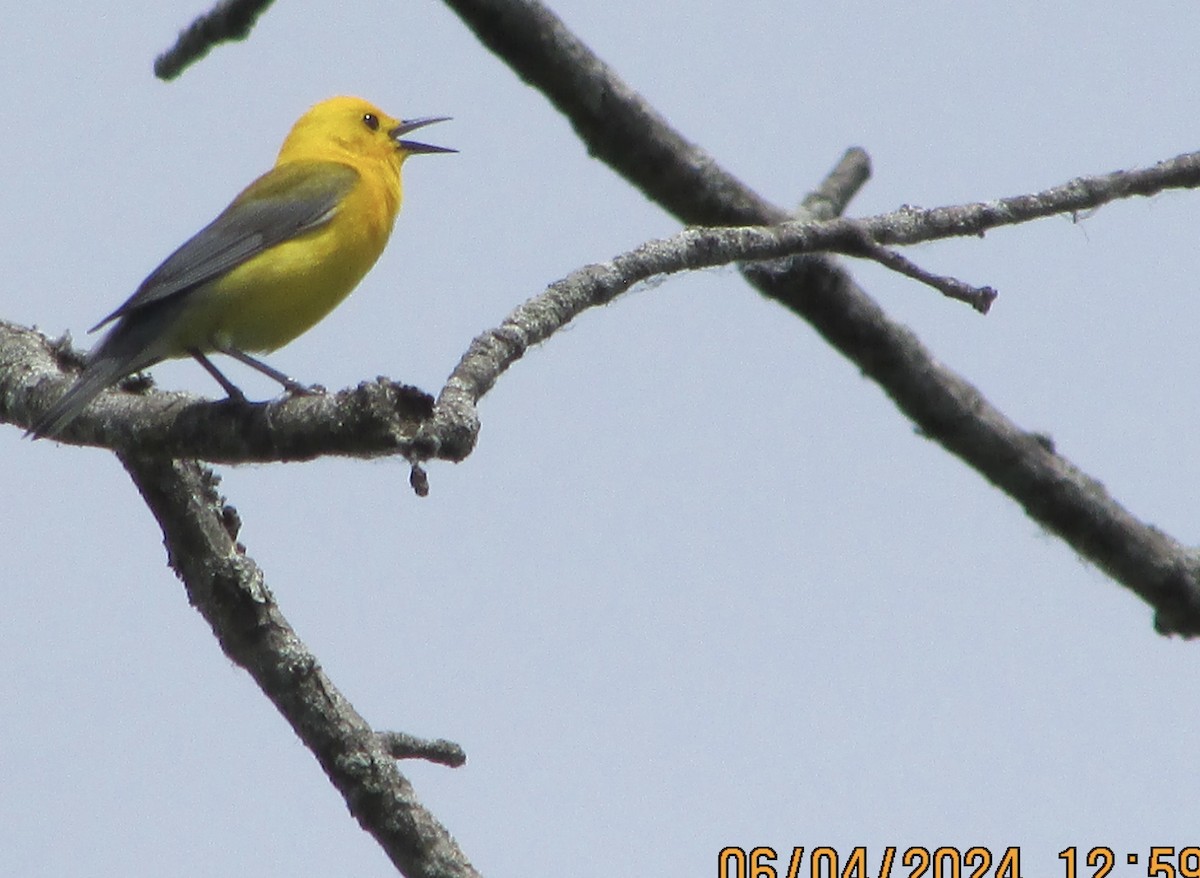 Prothonotary Warbler - ML620032933