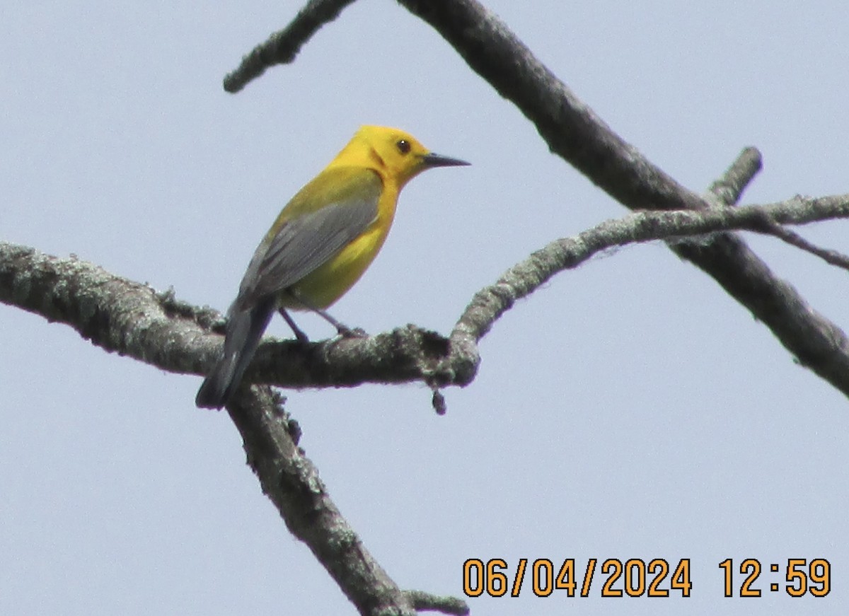 Prothonotary Warbler - ML620032934