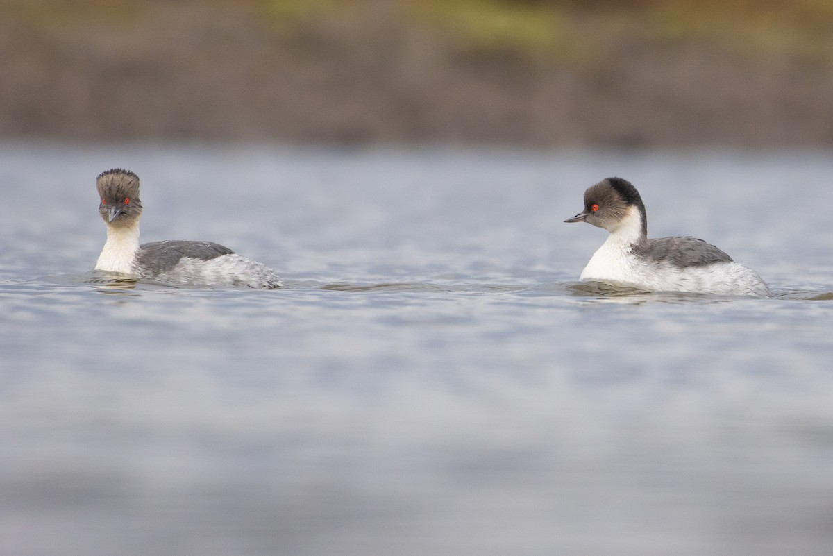 Silvery Grebe (Patagonian) - Pablo Andrés Cáceres Contreras