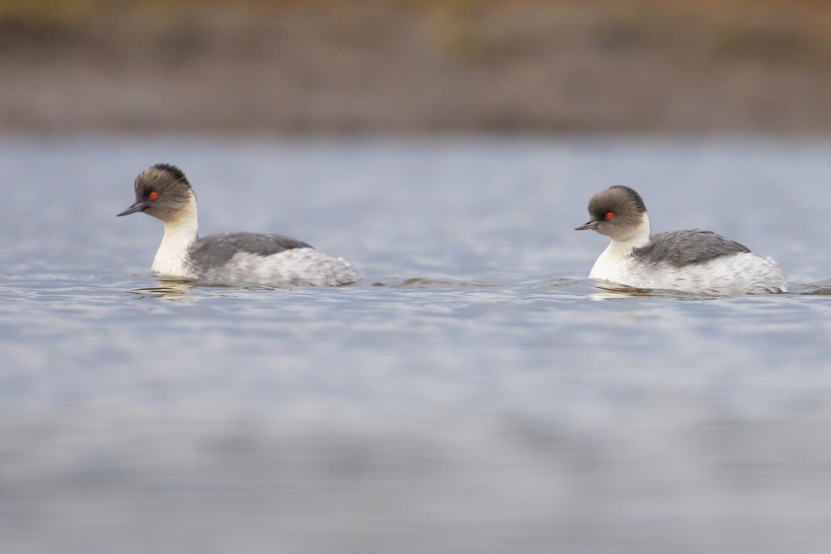 Silvery Grebe (Patagonian) - ML620032946