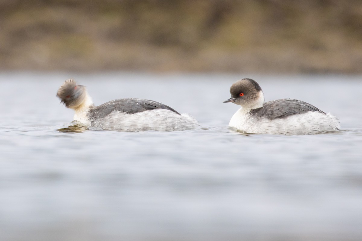 Silvery Grebe (Patagonian) - ML620032947