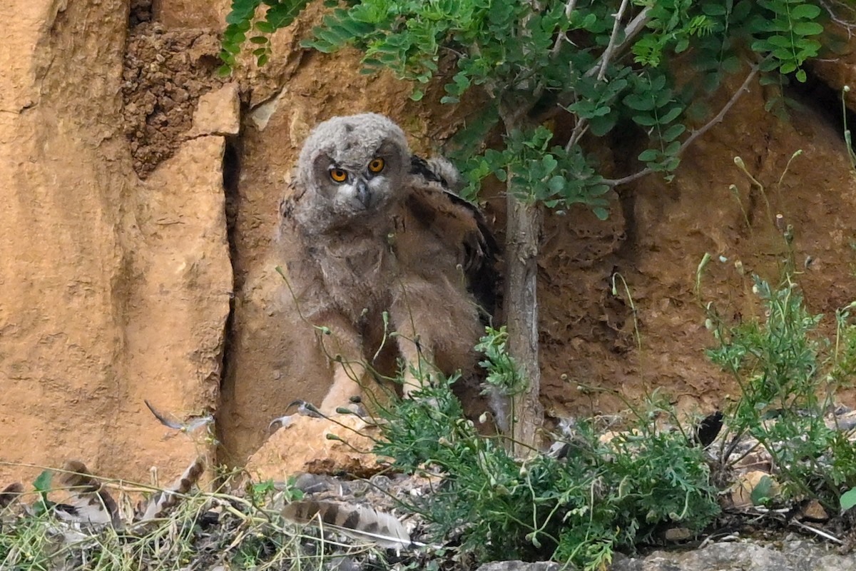 Eurasian Eagle-Owl - ML620032952