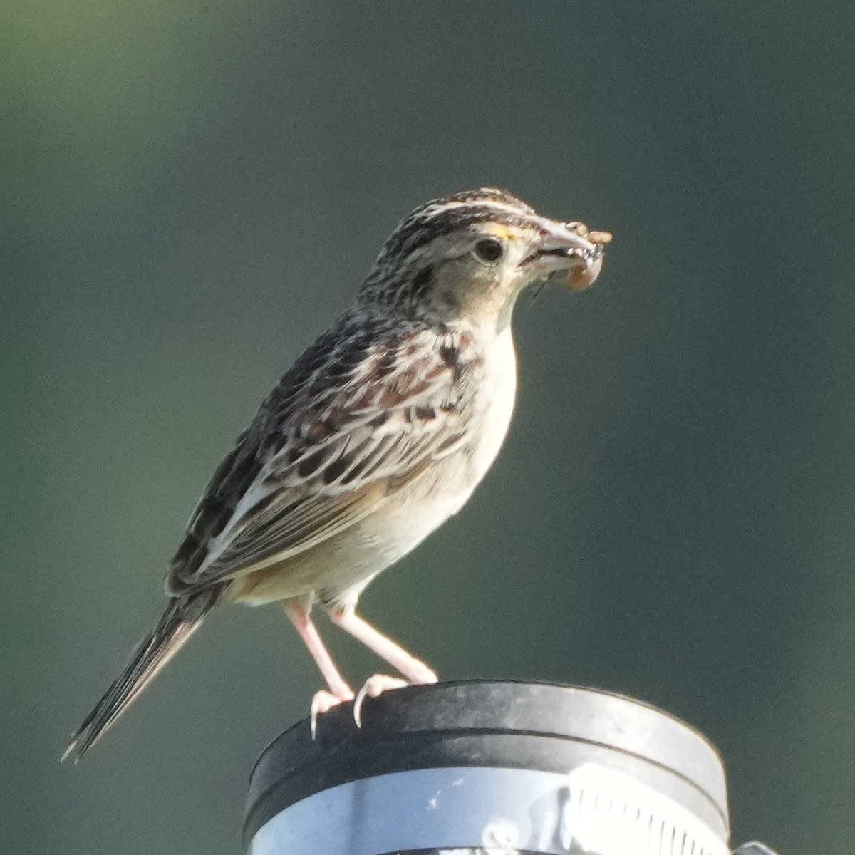 Grasshopper Sparrow - ML620032955