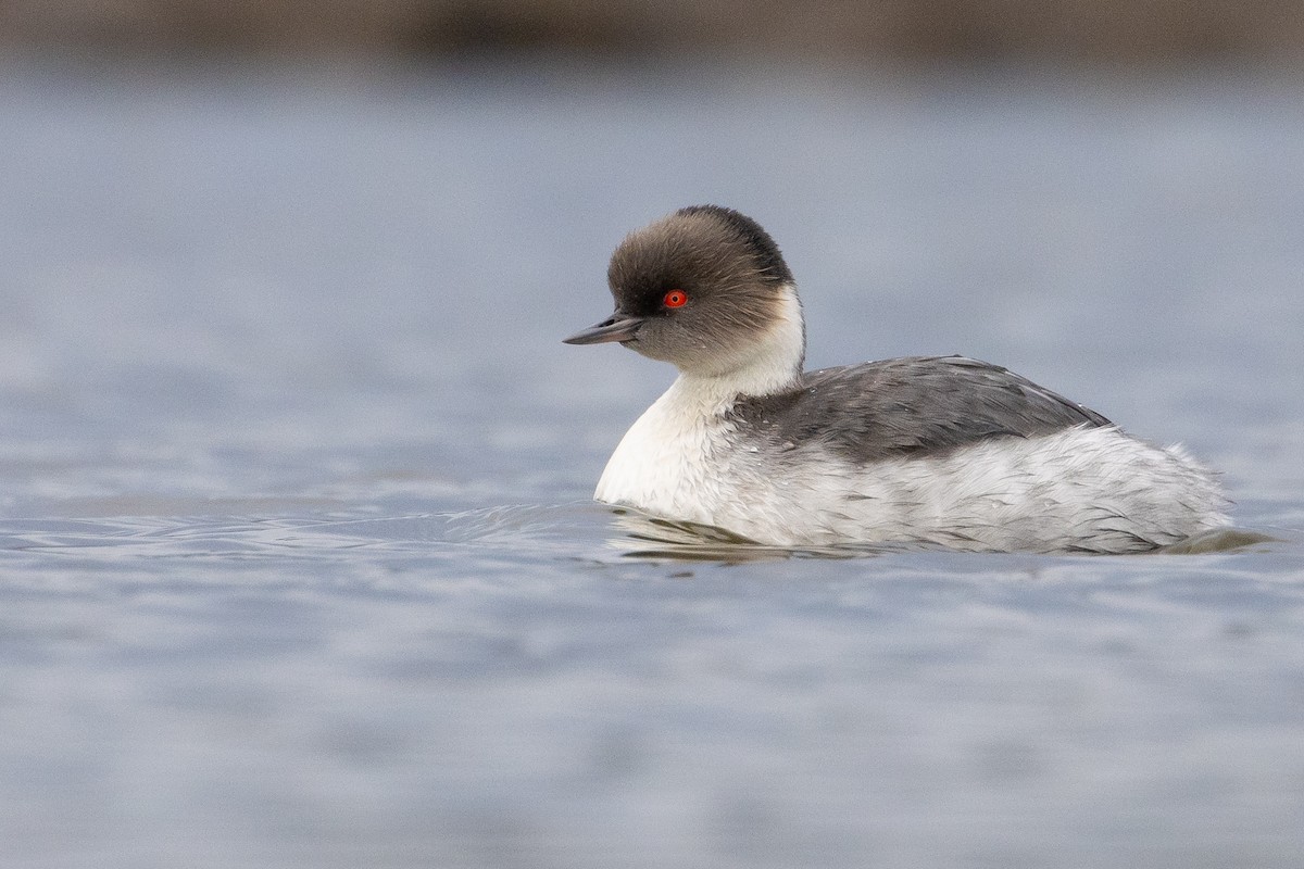 Silvery Grebe (Patagonian) - ML620032963