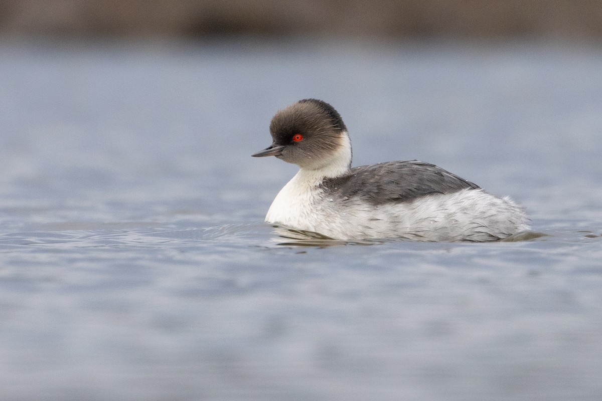 Silvery Grebe (Patagonian) - ML620032964