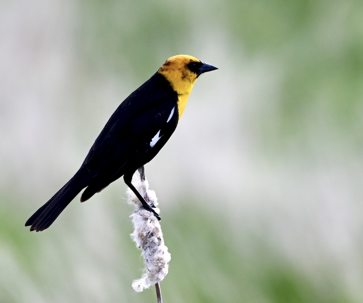 Yellow-headed Blackbird - ML620032966