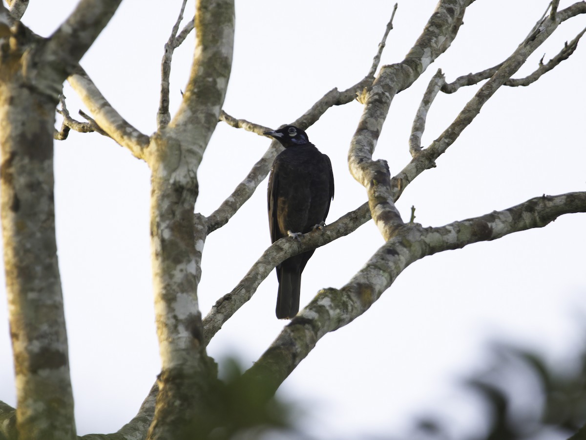 Bare-necked Fruitcrow - Alex Mesquita / Cariama Ecotur