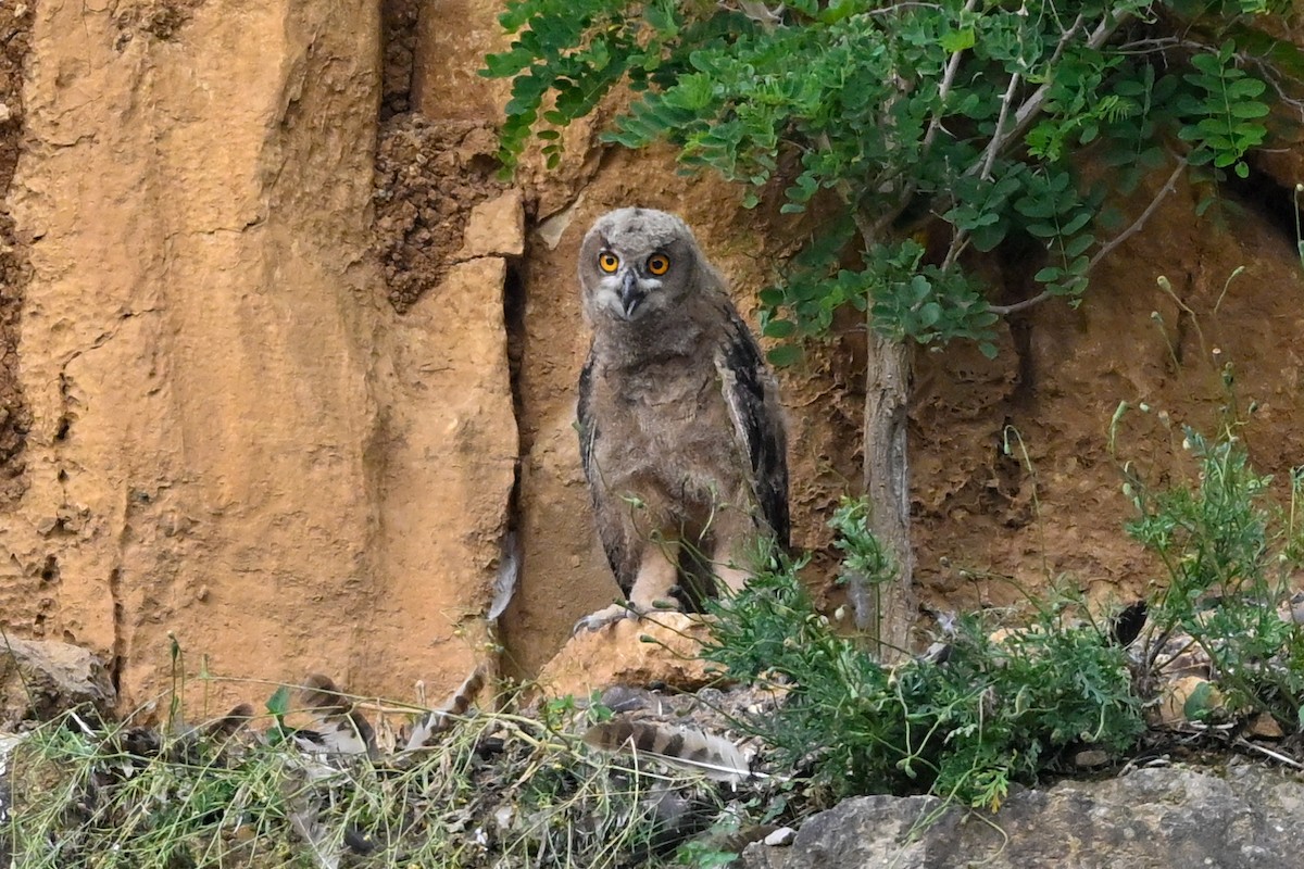 Eurasian Eagle-Owl - ML620032972