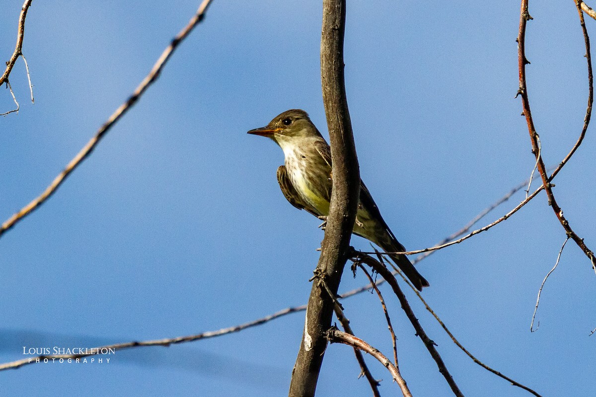 Western Wood-Pewee - ML620032974