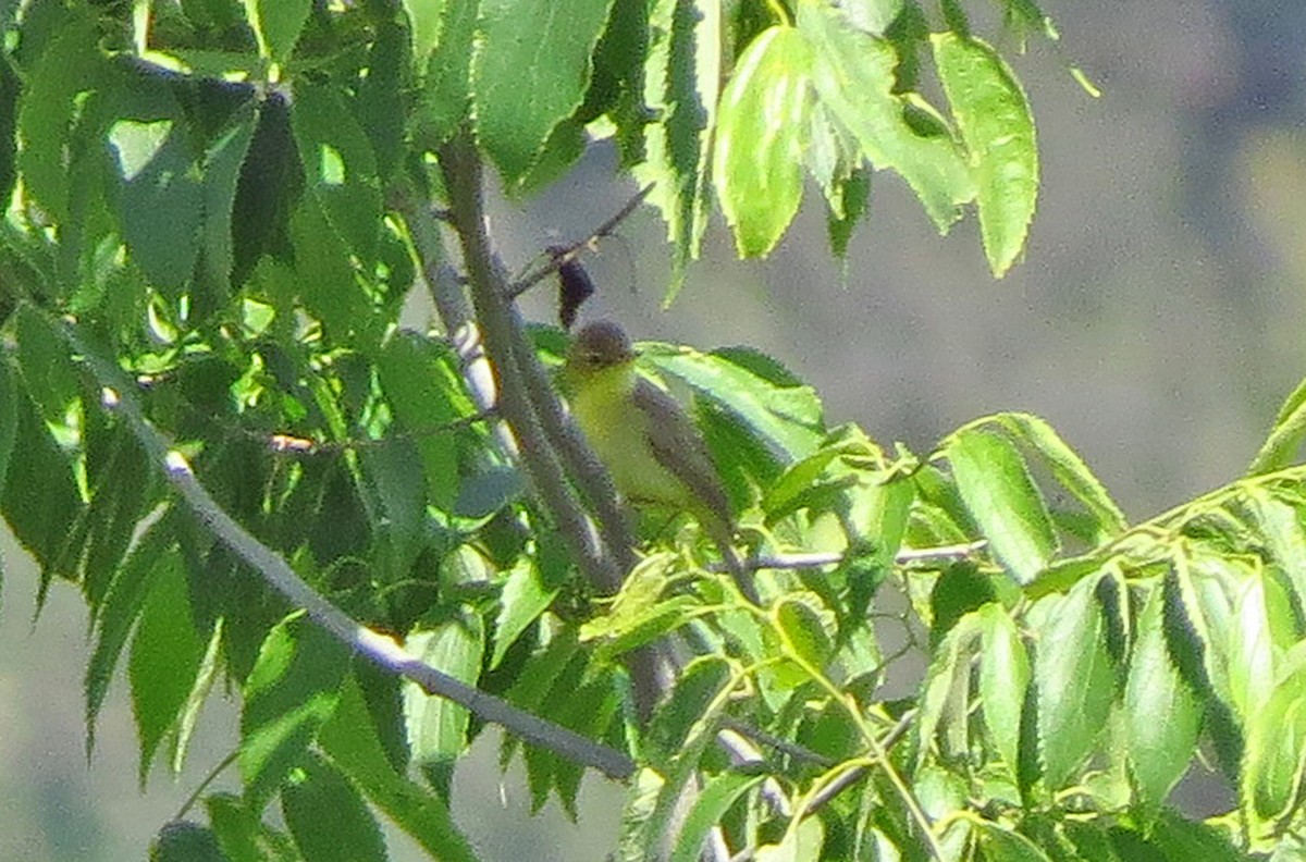 Melodious Warbler - ML620032975