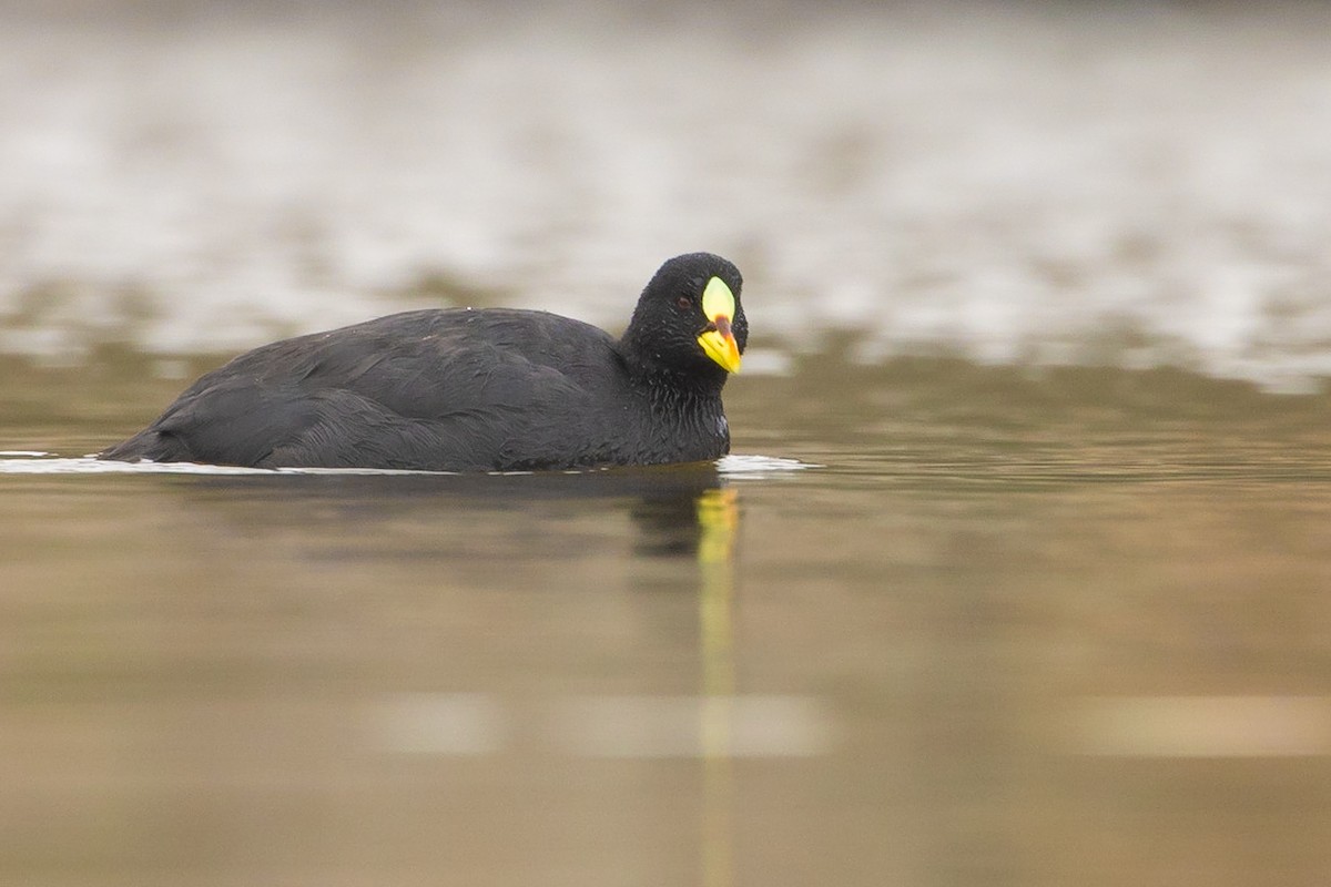 Red-gartered Coot - ML620032981
