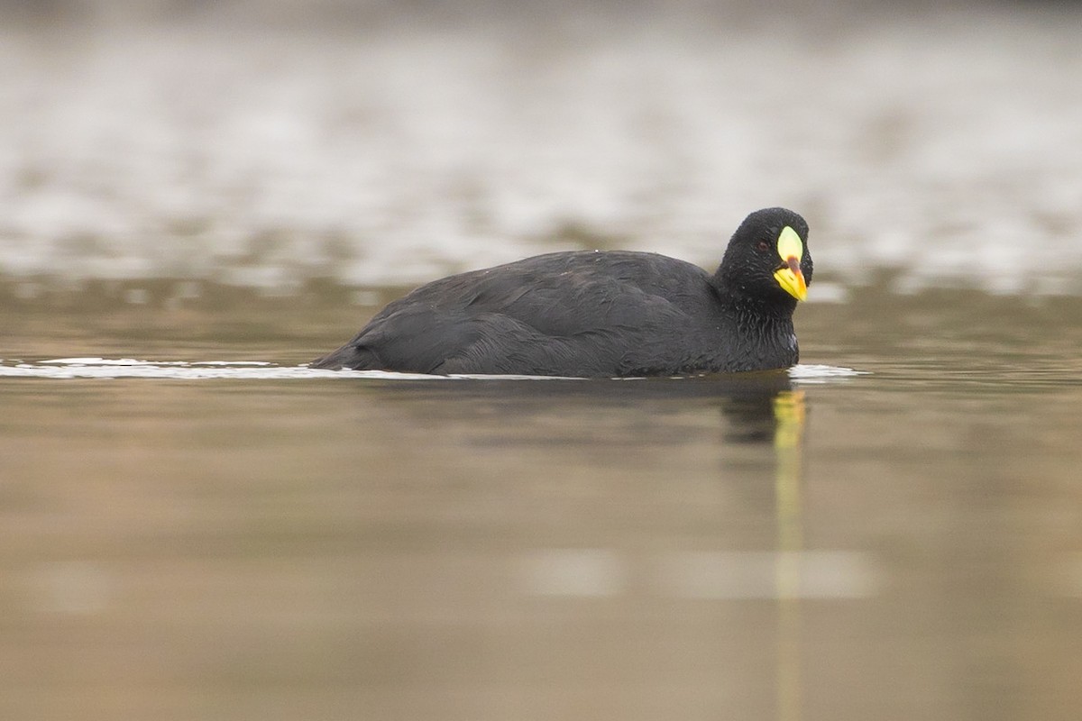 Red-gartered Coot - ML620032982