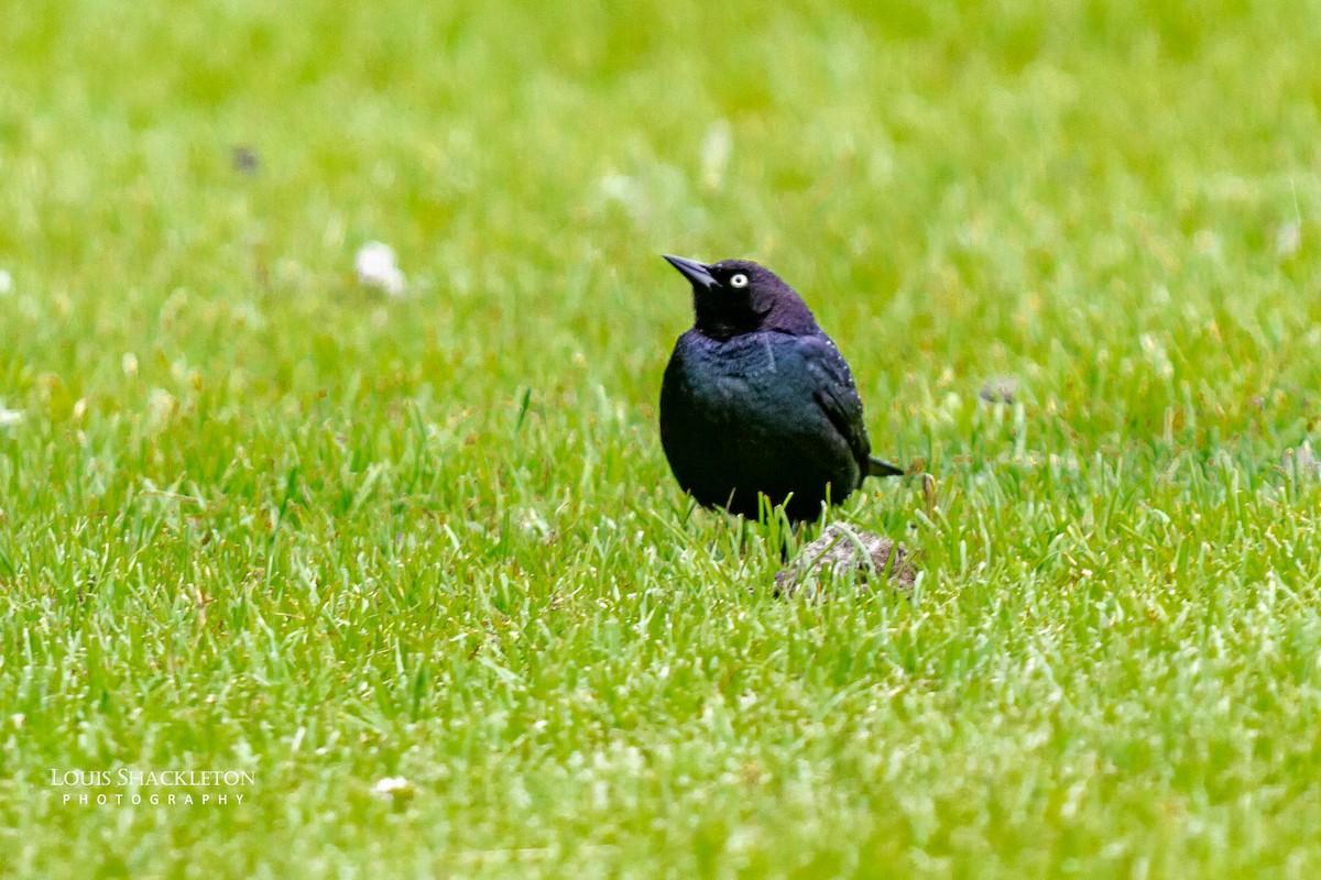 Brewer's Blackbird - ML620032994
