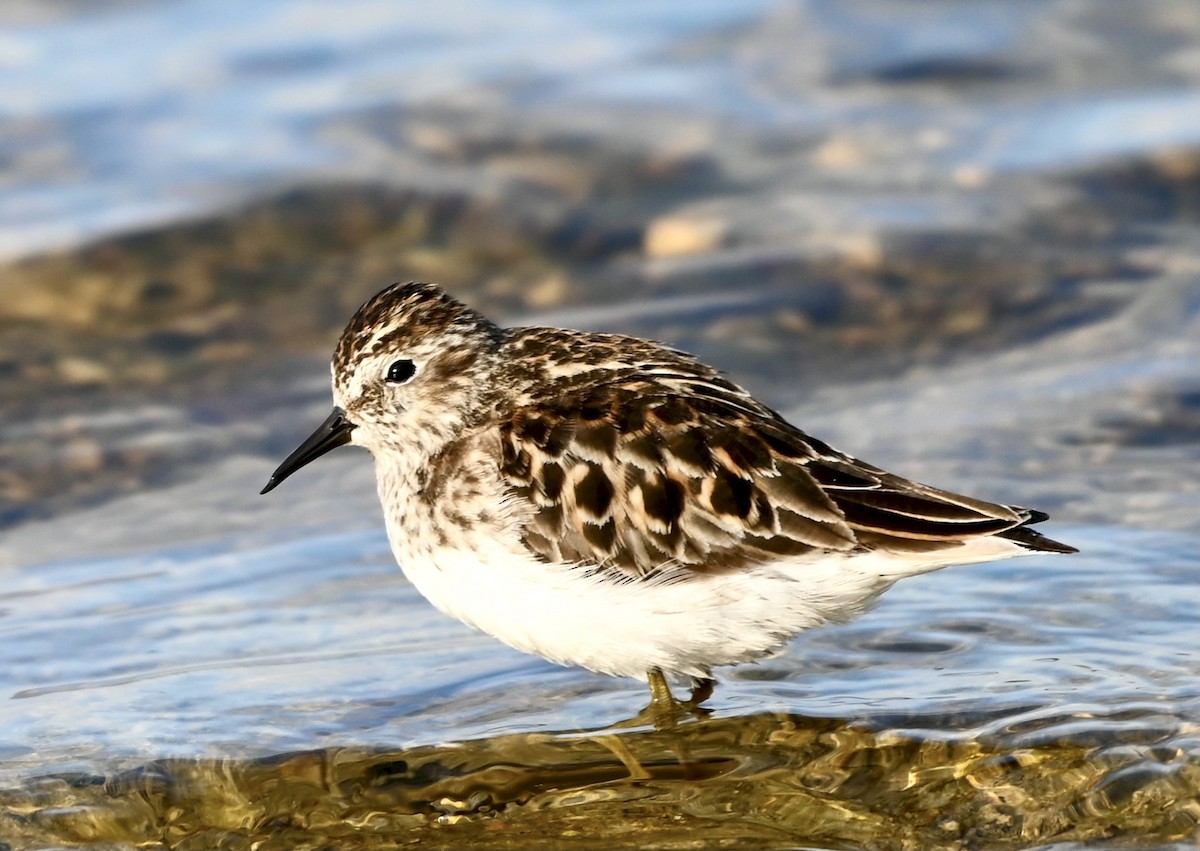 Semipalmated Plover - ML620033004