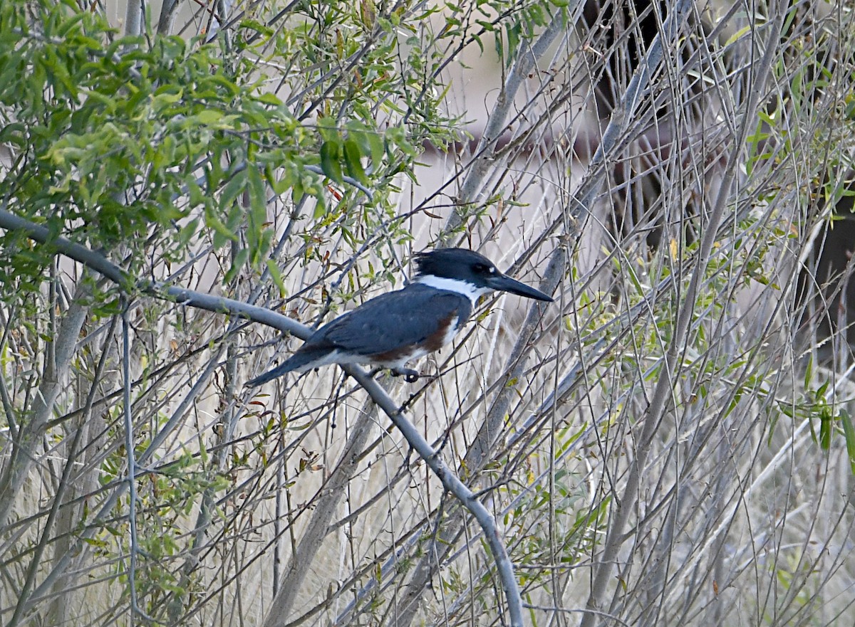 Belted Kingfisher - ML620033005
