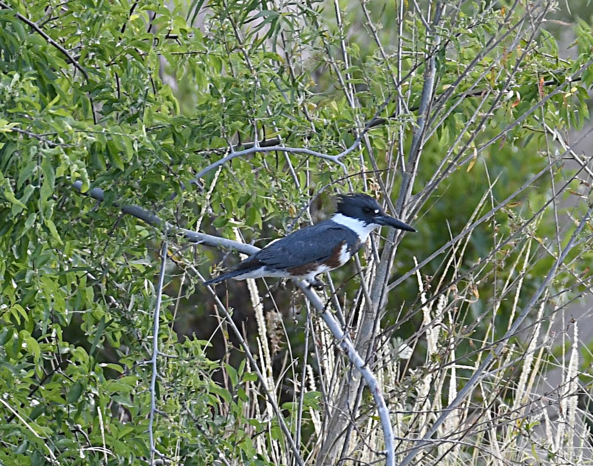 Belted Kingfisher - ML620033006