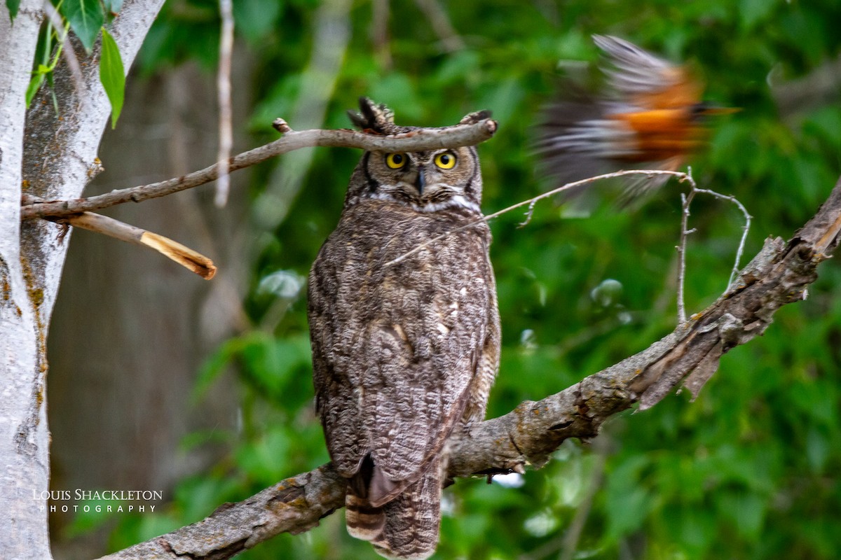 Great Horned Owl - ML620033009