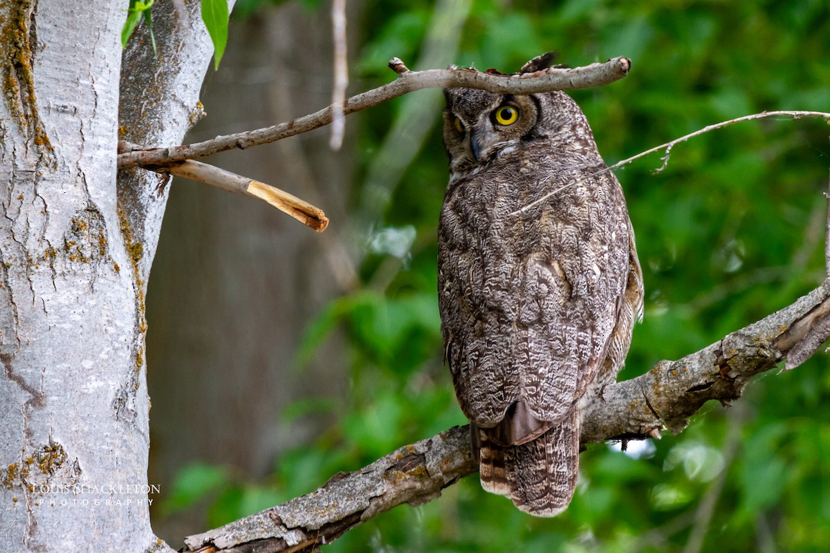 Great Horned Owl - ML620033010
