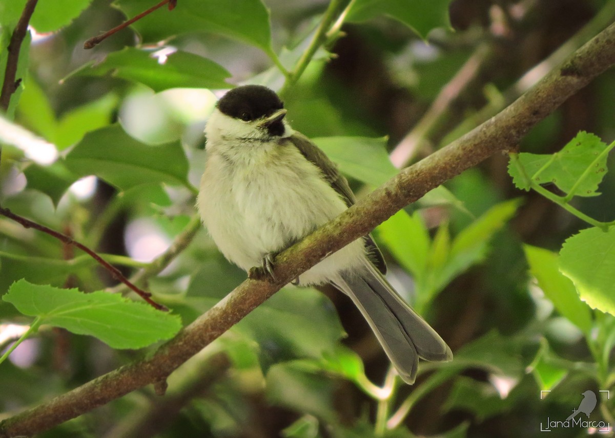 Mésange nonnette - ML620033017