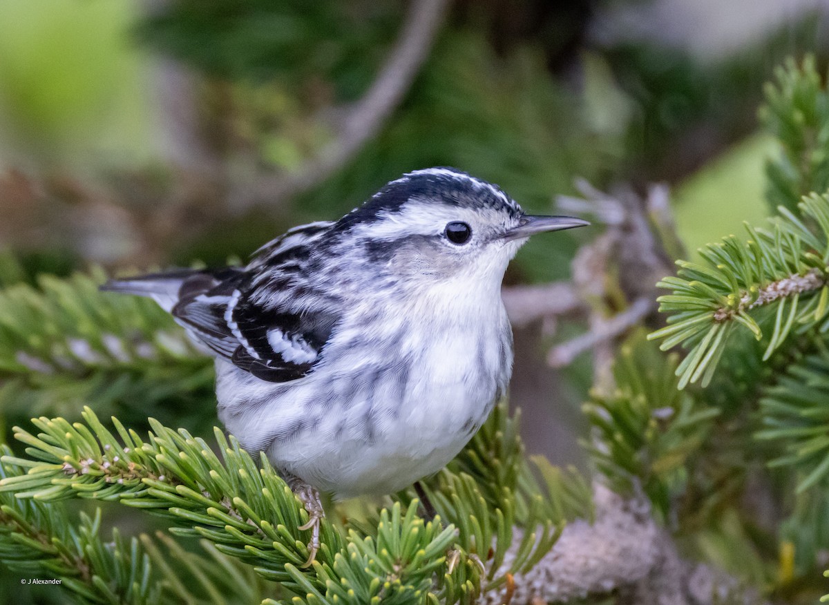 Black-and-white Warbler - ML620033019
