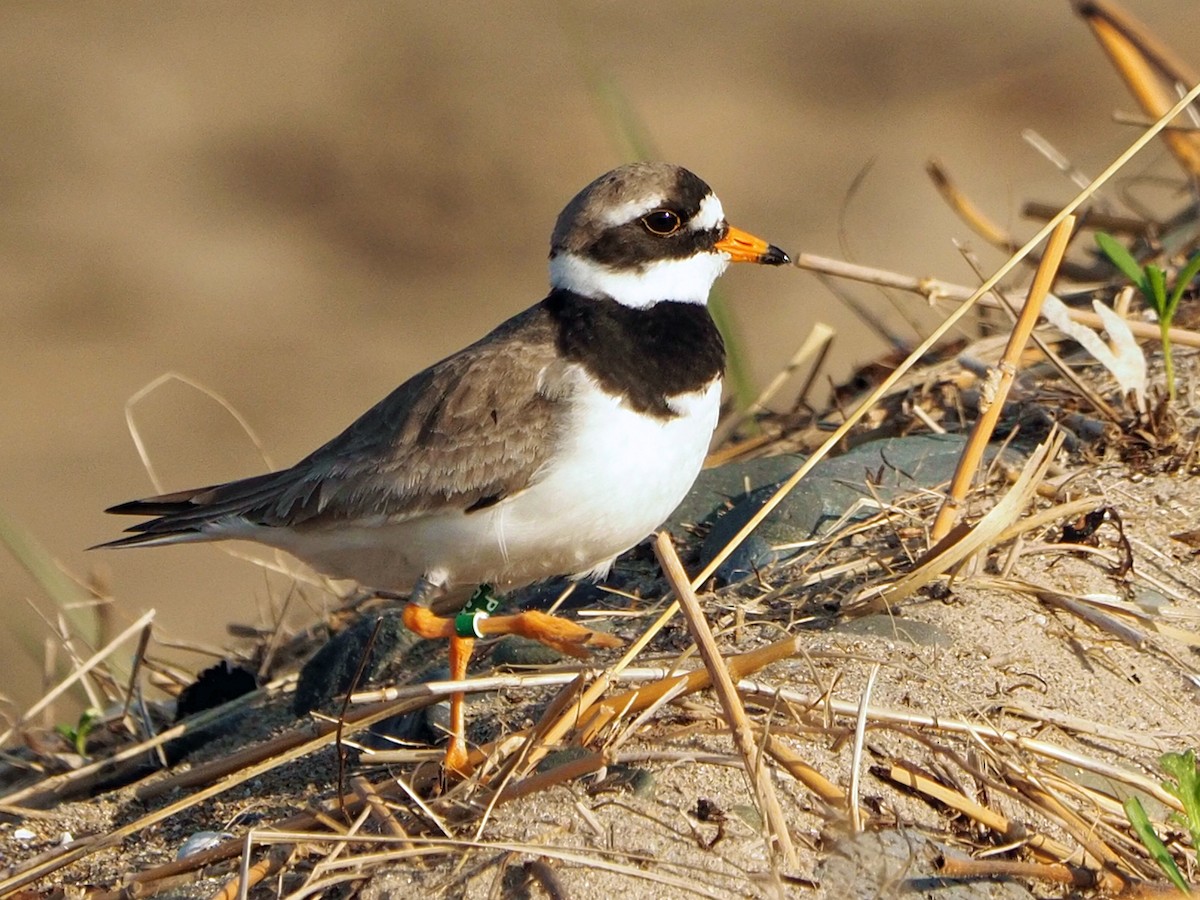 Common Ringed Plover - ML620033024