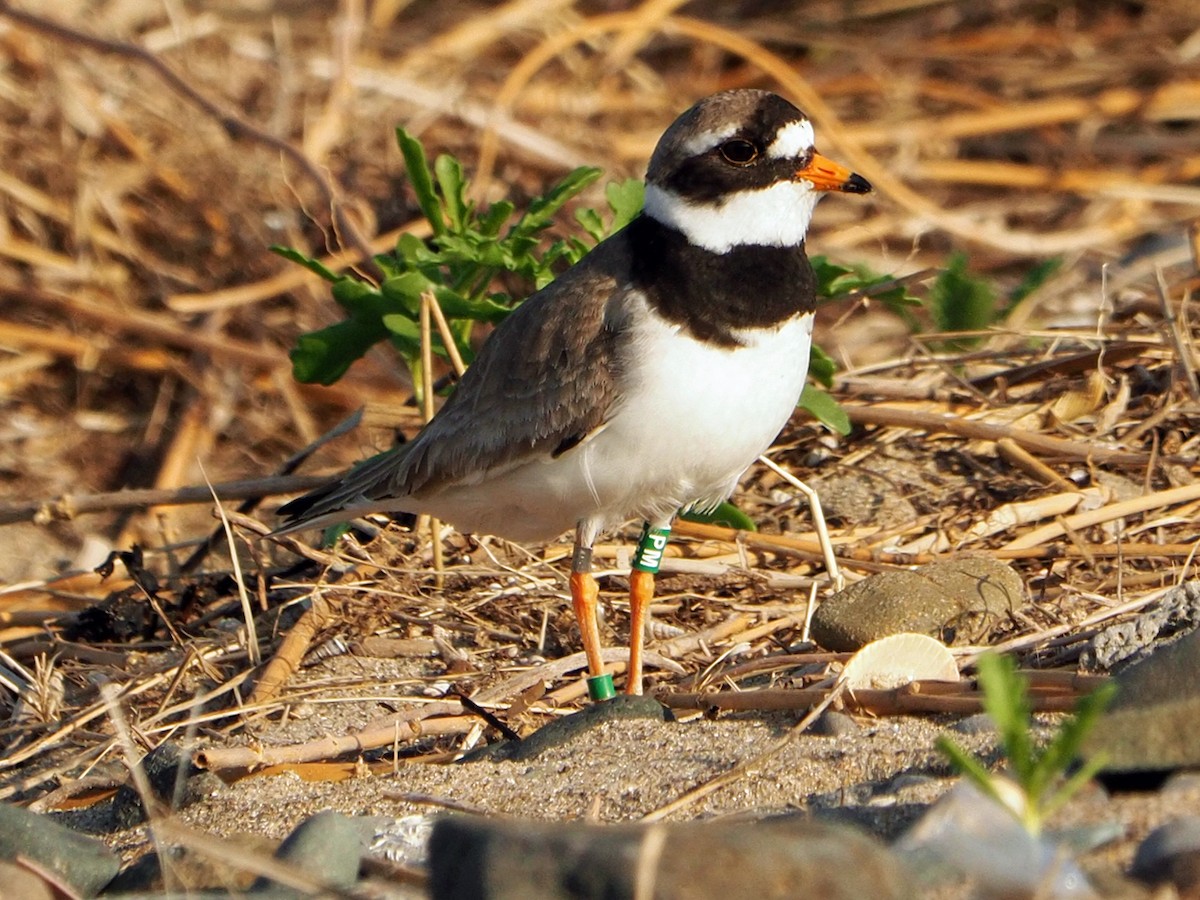 Common Ringed Plover - ML620033025
