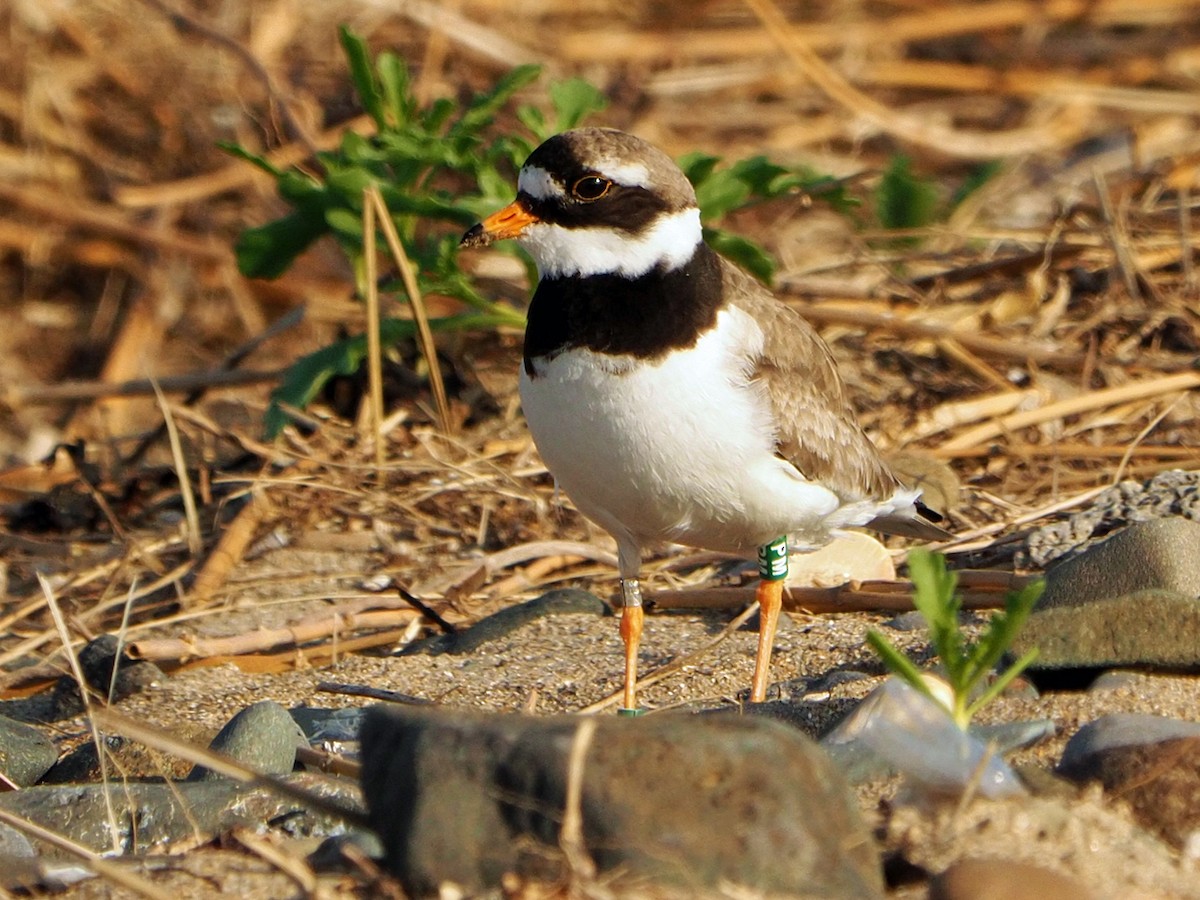 Common Ringed Plover - ML620033026