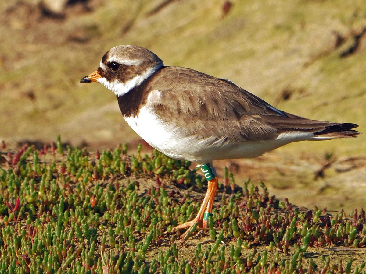 Common Ringed Plover - ML620033027