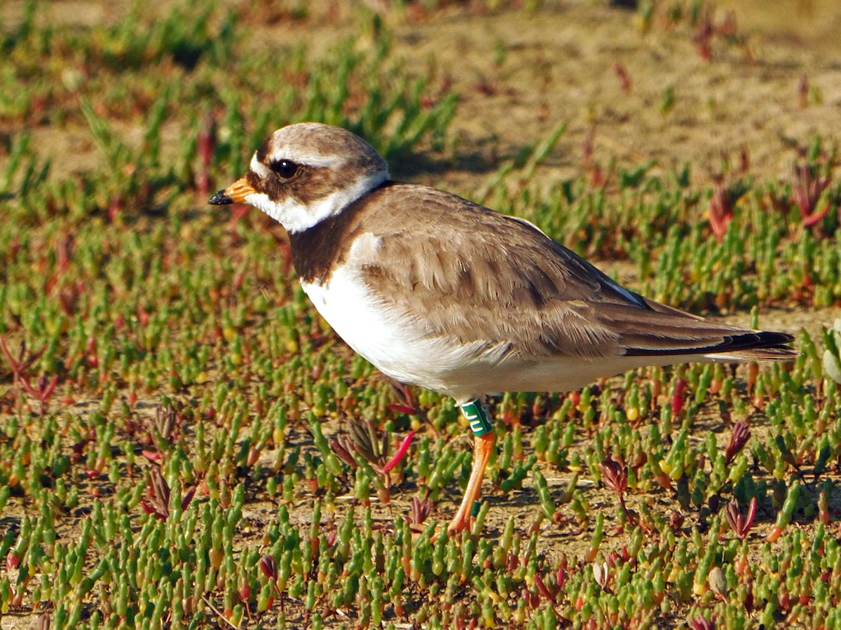 Common Ringed Plover - ML620033028