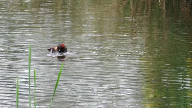 dvergdykker (ruficollis gr.) - ML620033030