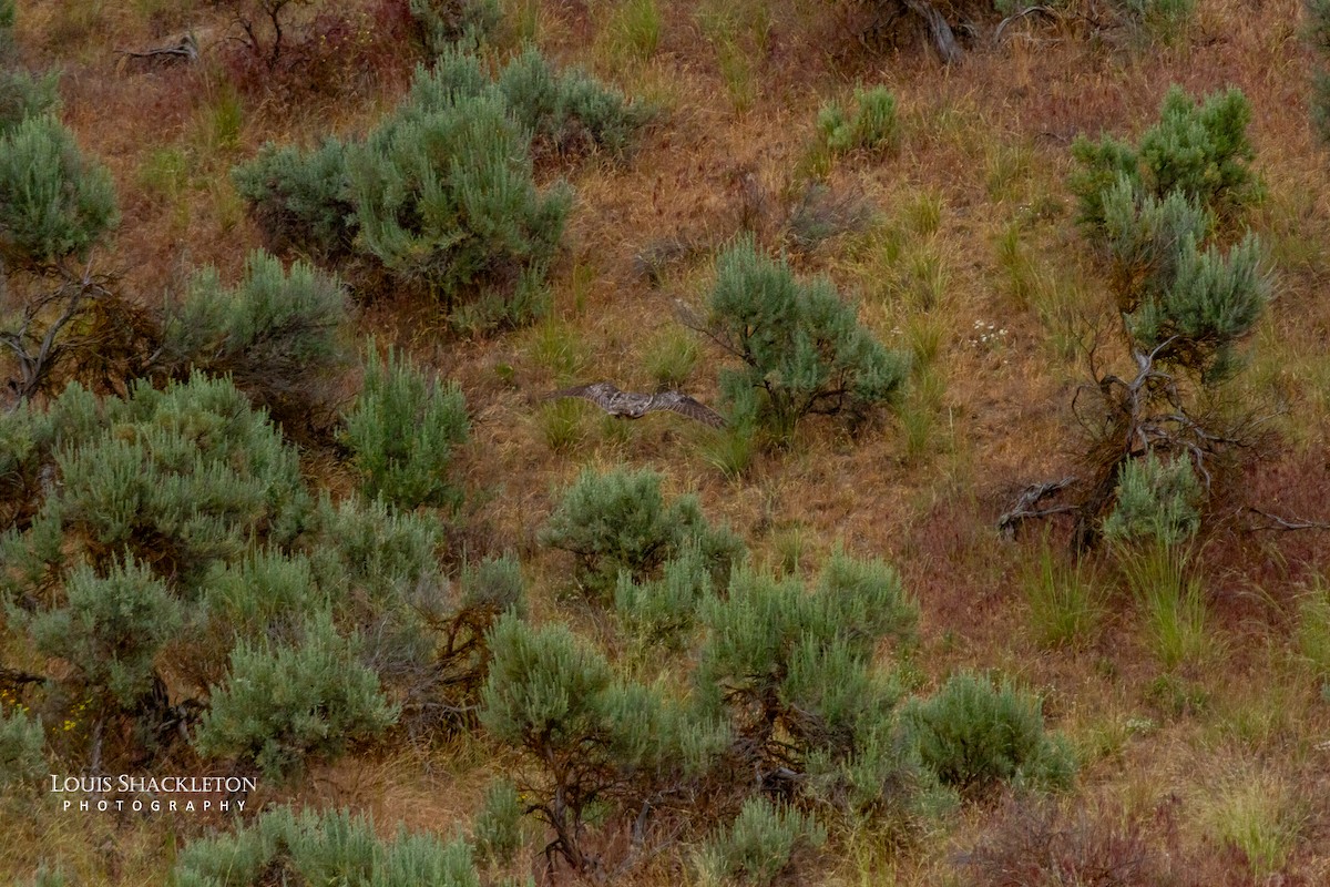 Great Horned Owl - ML620033033