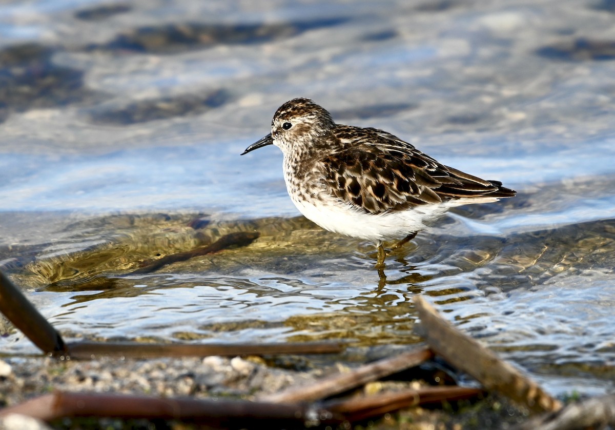 Semipalmated Plover - ML620033051