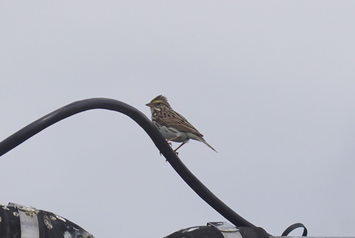 Savannah Sparrow - ML620033066