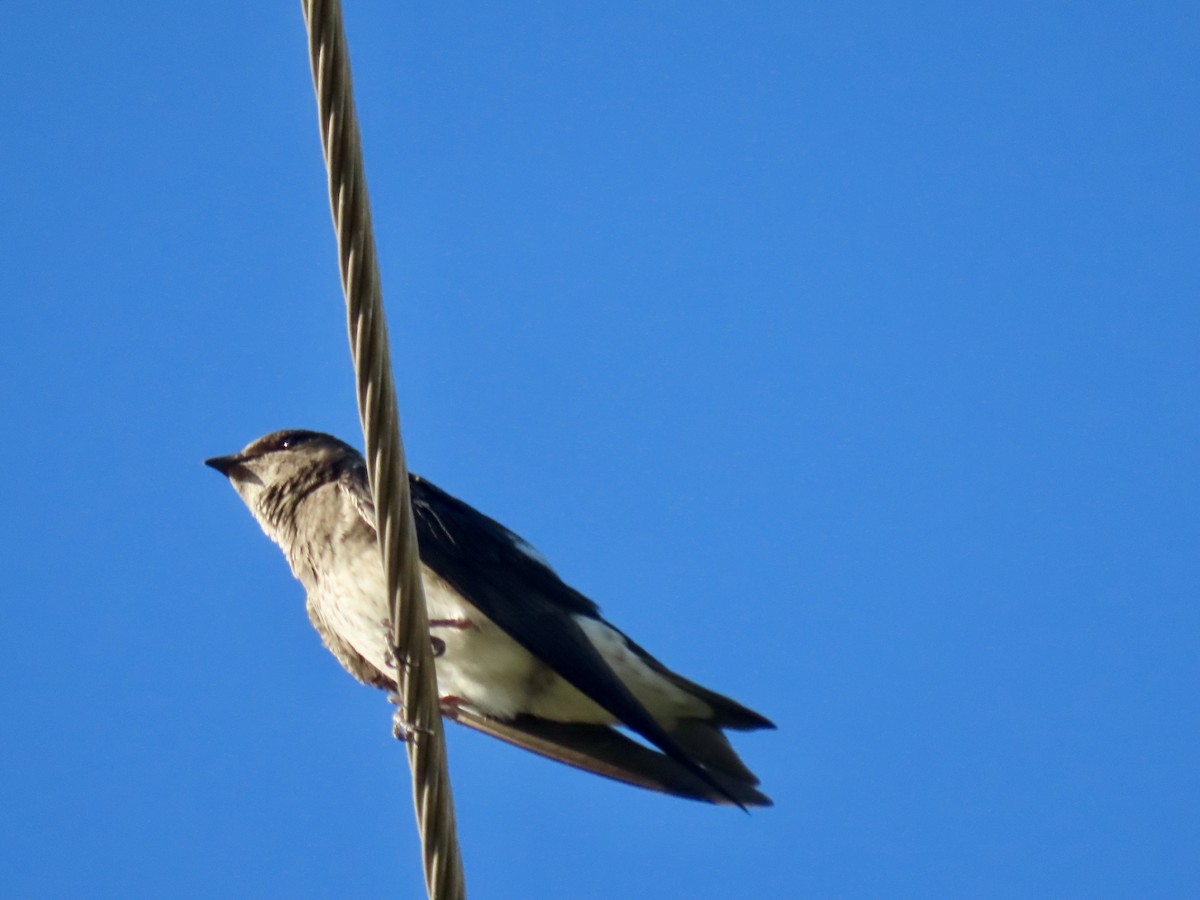 Purple Martin - ML620033067