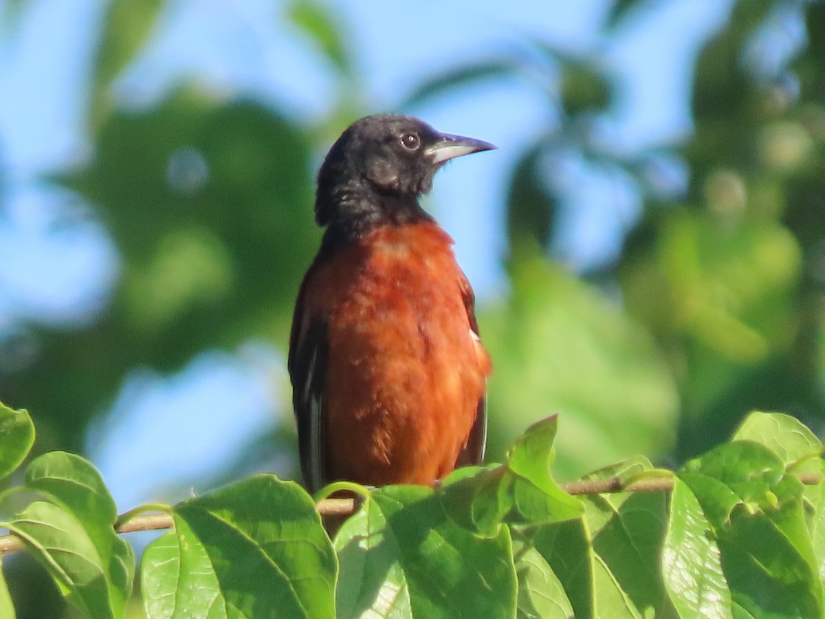 Orchard Oriole - ML620033073