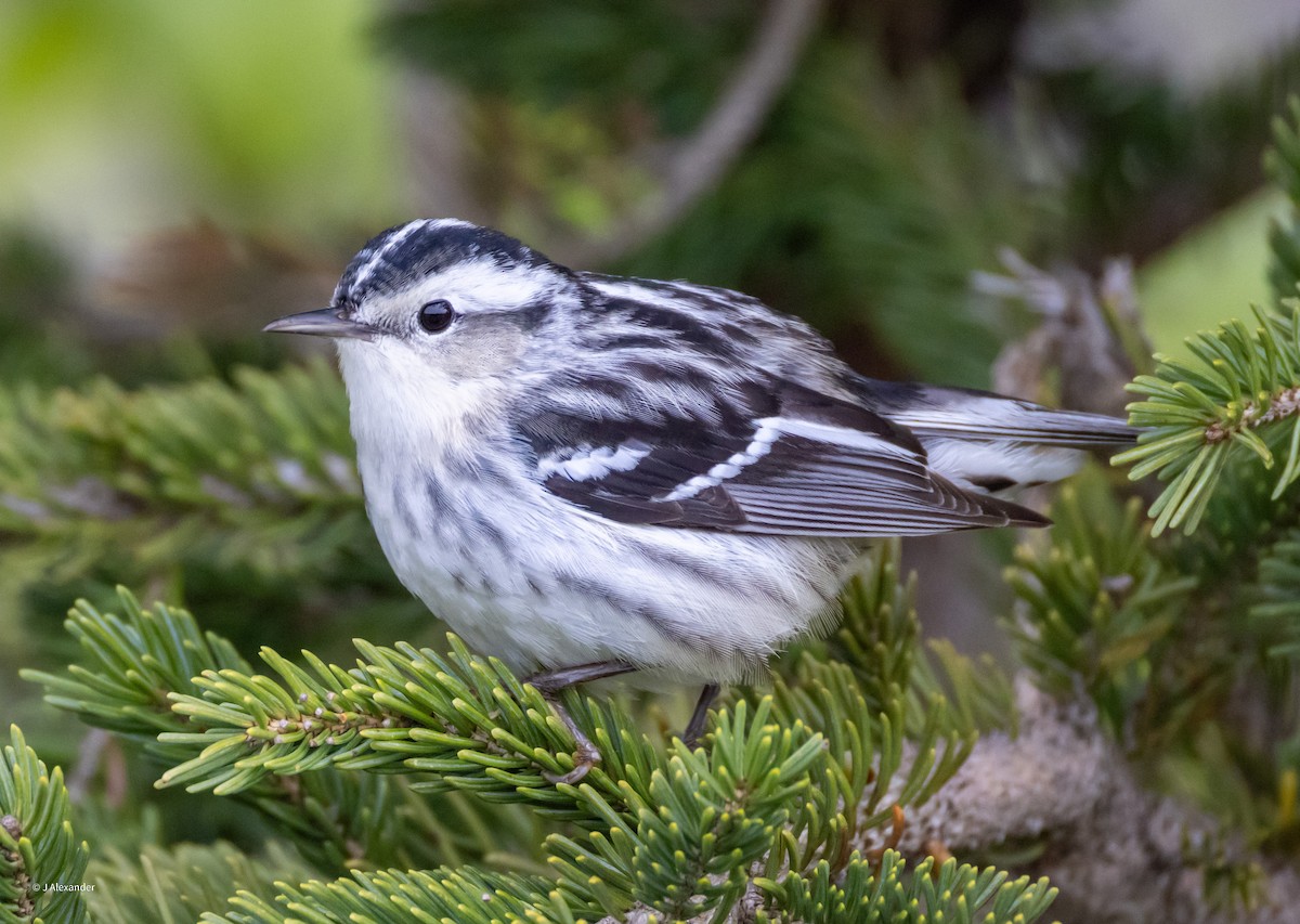 Black-and-white Warbler - ML620033088