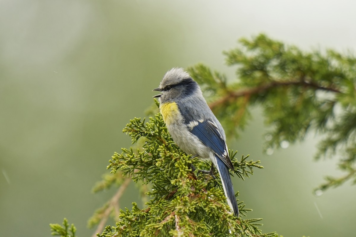 Azure Tit (Yellow-breasted) - ML620033091