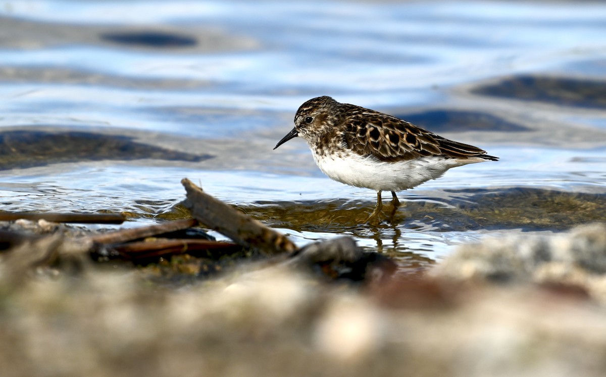 Semipalmated Plover - ML620033092