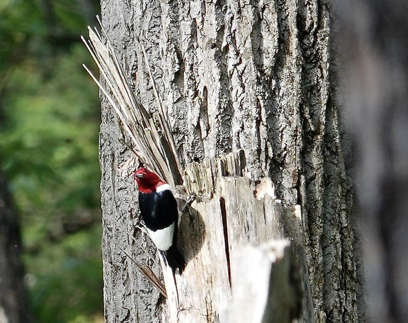 Red-headed Woodpecker - ML620033093