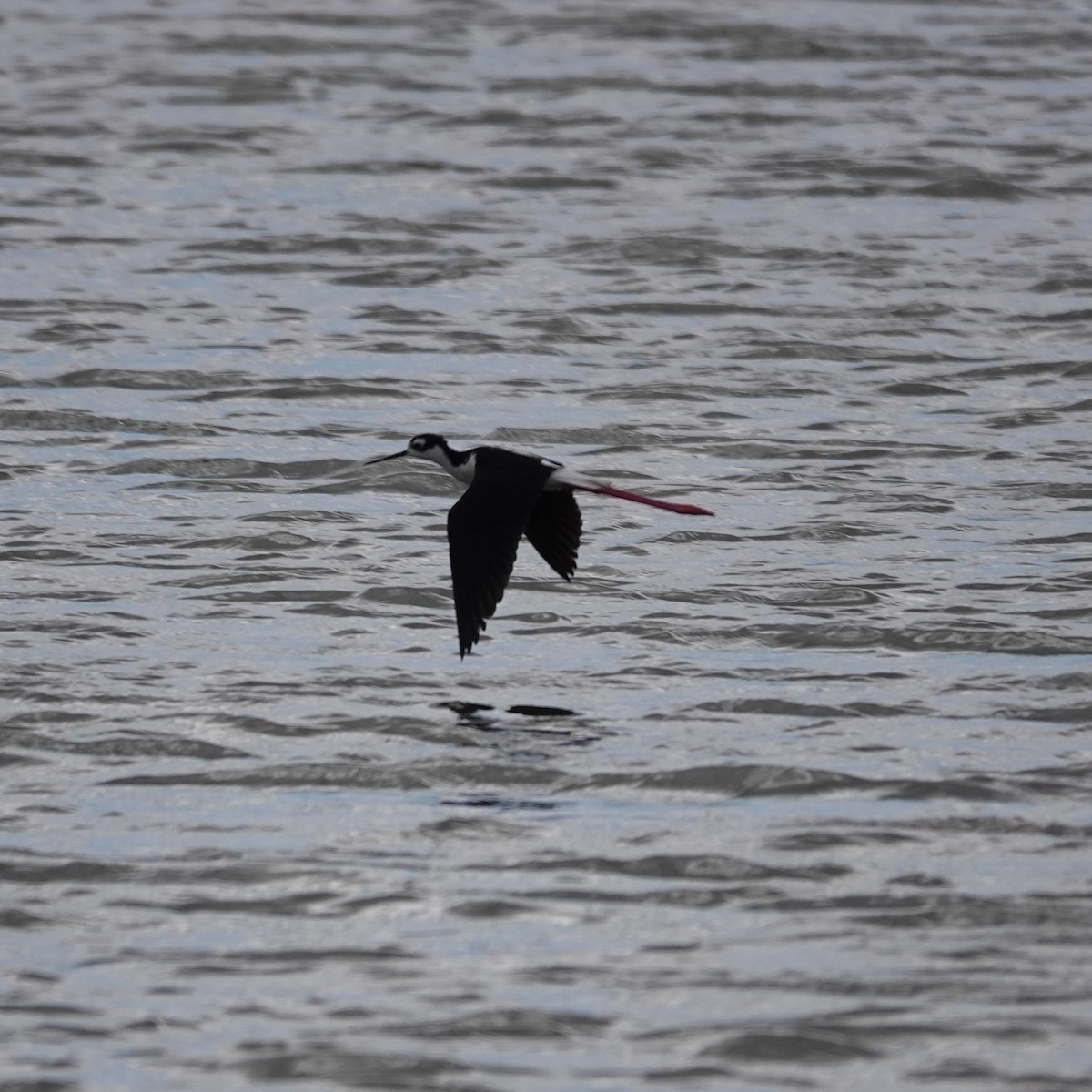 Black-necked Stilt - ML620033099