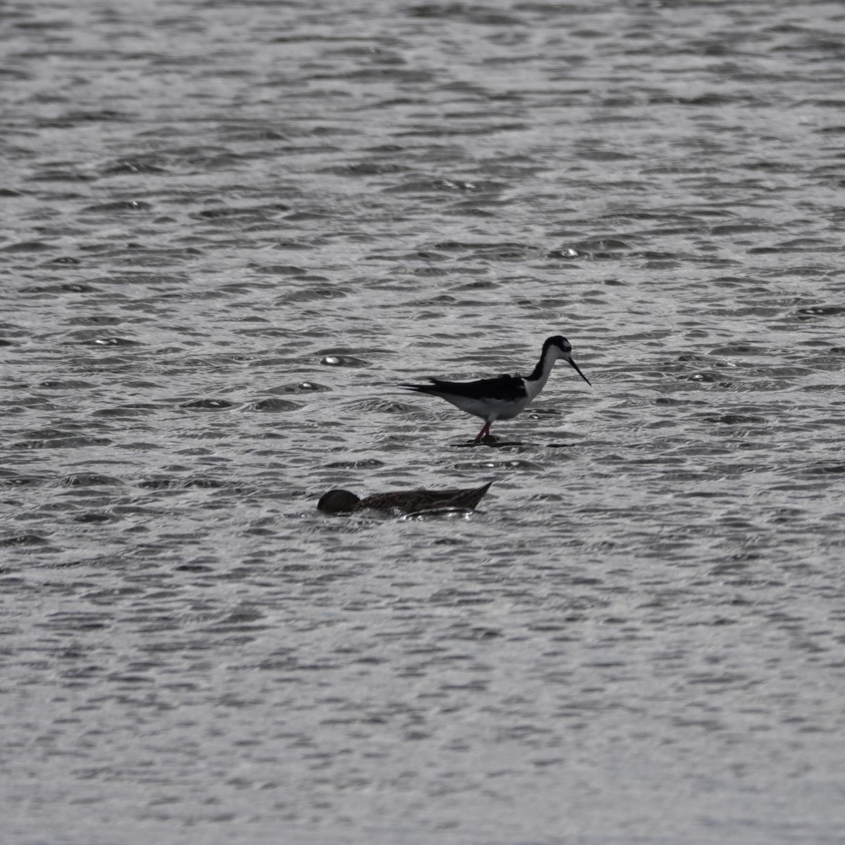 Black-necked Stilt - ML620033103